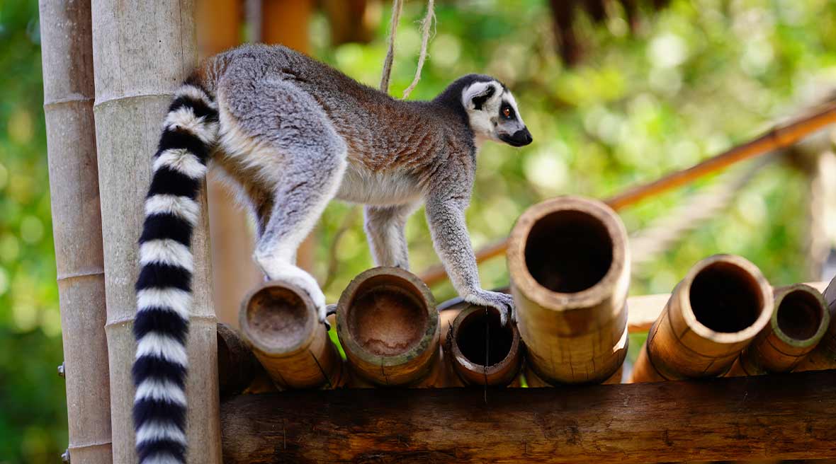 lemur with long tail climbing onto bamboo posts